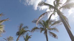 照相机在棕榈树之间飞行21秒视频