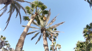 棕榈树底部拍摄25秒视频