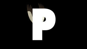 卡通鹦鹉在字母p的背景下15秒视频