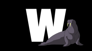 动画动物学英语字母表W阿尔法哑光运动图形卡通海象在字母w的前景15秒视频