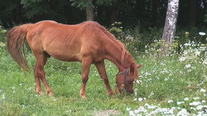 草地上的红马在吃草17秒视频
