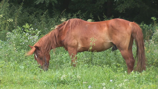 草地上吃草的红马[黄骠马]视频