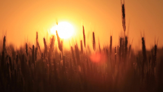 黎明时阳光照射下的小麦视频