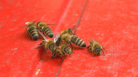 红色木板上的蜜蜂 视频