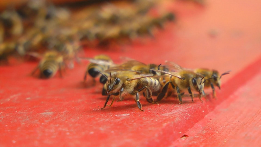 红色木板上的密聚的蜜蜂[密蜂]视频