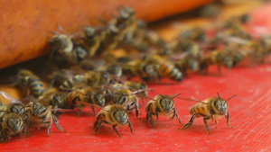 聚集在一起嗡嗡叫的蜜蜂12秒视频
