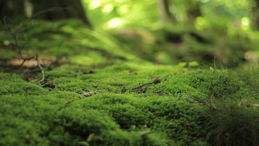 森林的苔藓[苔鲜]视频