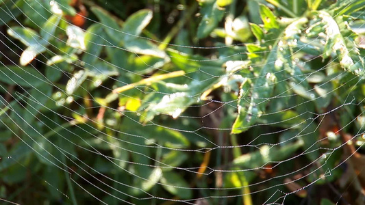 草地上的蜘蛛网视频