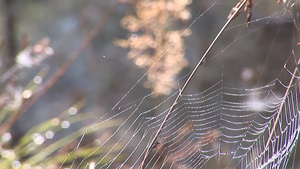 树枝上的蜘蛛网21秒视频