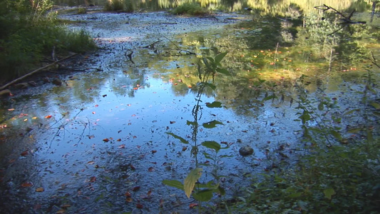 秋天的森林湖视频