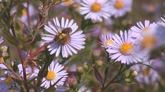 蜜蜂给花授粉[坐果]视频
