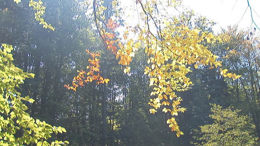 秋天的叶子在树枝上视频