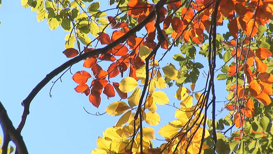 树枝上的秋天的叶子[茎干]视频