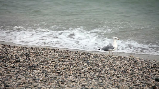 海滩上的海鸥视频