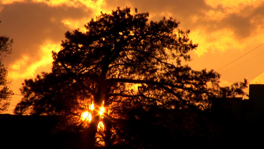 日落下的松树[坠地]视频