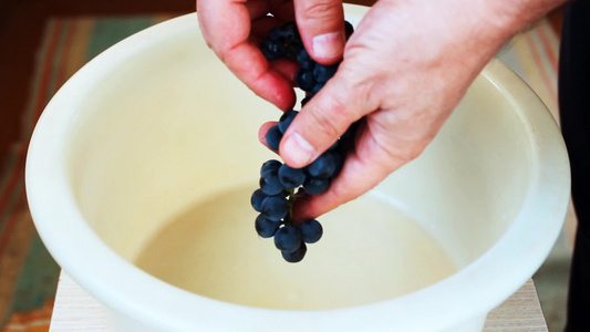 男人从葡萄中采摘浆果到白色的塑料桶视频