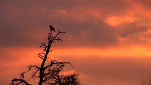 日落时松树枝上的乌鸦10秒视频