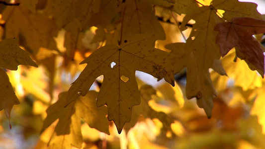 深秋季节的树叶视频