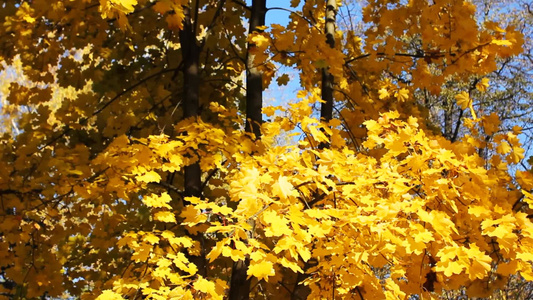 金黄的树叶全景自下而上视频