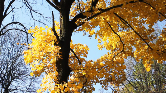 天空下金黄的树叶特写视频