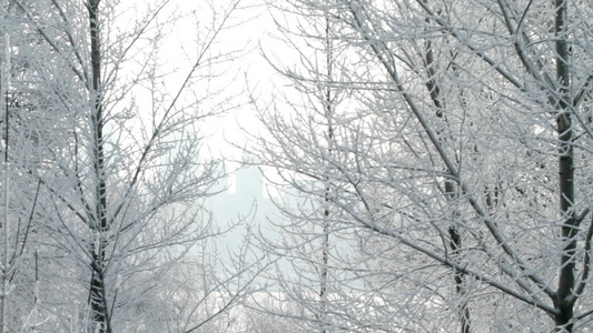 雪下的树[雪积]视频