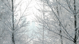 雪下的树12秒视频