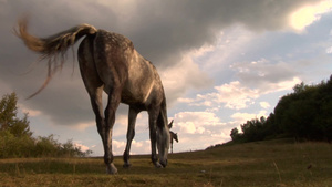 两匹马在田野里吃草15秒视频