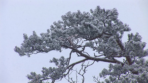 雪花在树的背景上飞舞28秒视频