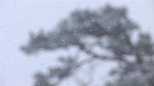 雪花在树的背景上飞舞21秒视频