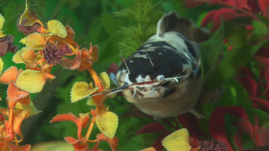 水族馆里奇特鱼类视频