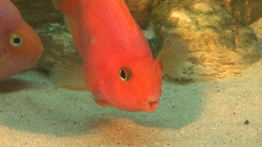 水族箱里的观赏鱼视频