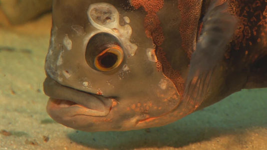 水族箱的观赏鱼视频