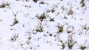 以色列耶路撒冷的雪18秒视频