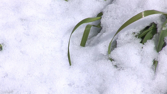 被雪覆盖的草地视频