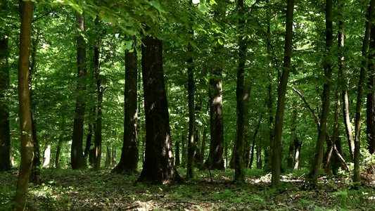 森林中的树木视频