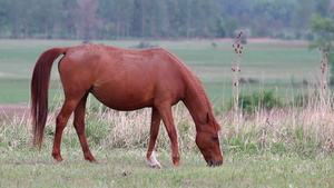 小马在牧场上吃草21秒视频