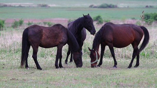 马在牧场上吃草[畜群]视频