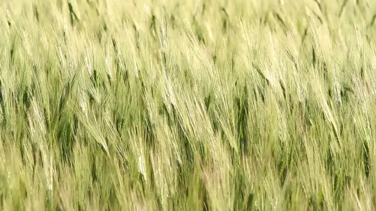 乡村的农田视频