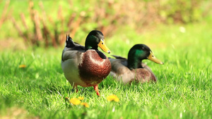 两只野鸭停在草地上休息20秒视频