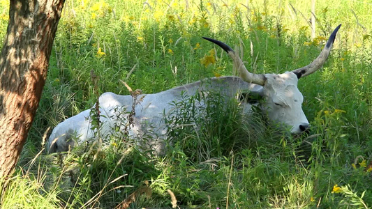 田野里的匈牙利灰牛视频