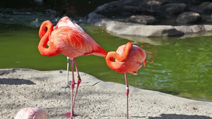 动物园粉红色火烈鸟清洁羽毛21秒视频