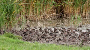 湖边芦苇附近的一大群椋鸟20秒视频