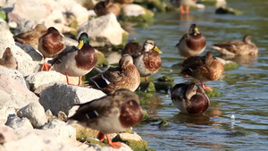 一群野鸭在河边休息19秒视频