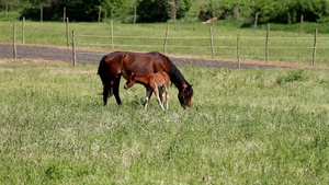 两只牧马在牧场里吃草19秒视频