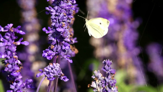 蝴蝶停在紫色花朵上视频