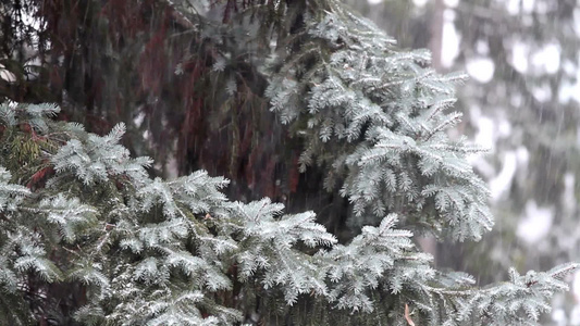 松林中的冬季降雪视频
