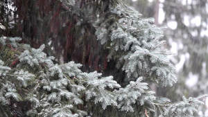松林中的冬季降雪19秒视频