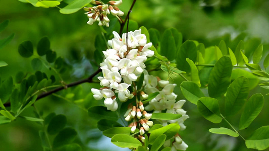 树上盛开的刺槐花[圆柏]视频