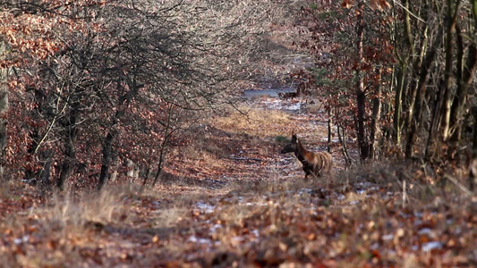 秋天的森林里有一只红鹿站在远方视频