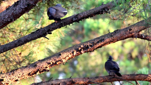 站在树枝上的鸽子19秒视频